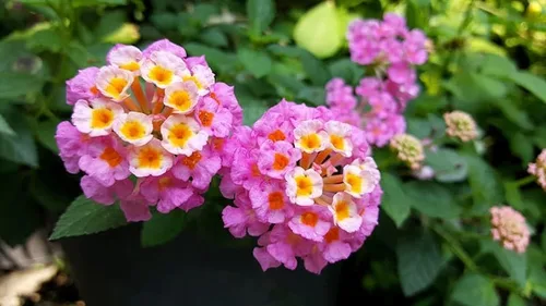 Vista 5 de Lantana - Planta viva para plantar al aire libre, juego de 2 plantas Lantana vivas, de 4 a 7 pulgadas de alto, plantas perennes Lantana, listas