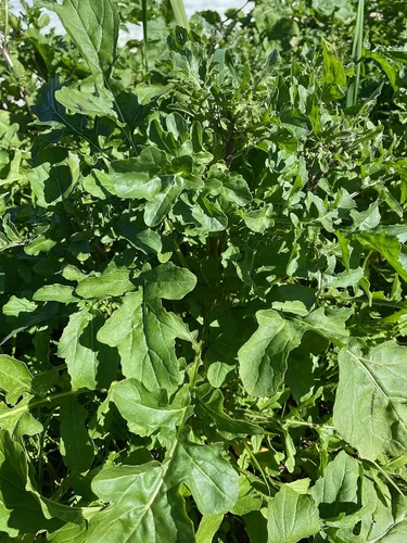 Vista 4 de Plant Good Seed Semillas orgánicas de rúcula Astro para plantar: ensalada picante verde para esporuting, hojas verdes suculentas - Paquete de 600