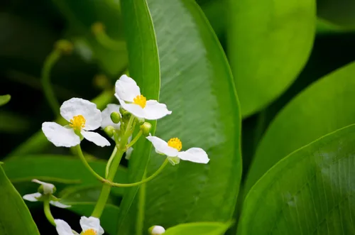 Vista 8 de 500 White Broadleaf Arrowhead Sagittaria Latifolia Pond Wetland Flower Seeds