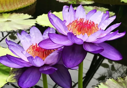 Vista 2 de 30 unidades de semillas de loto en cuenco, semillas de loto en bonsái para plantar lirio de agua, flor rosa, púrpura, roja, plantas acuáticas