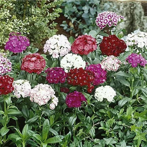 Vista 4 de Sweet William Flowers 100+ semillas, hermosos racimos