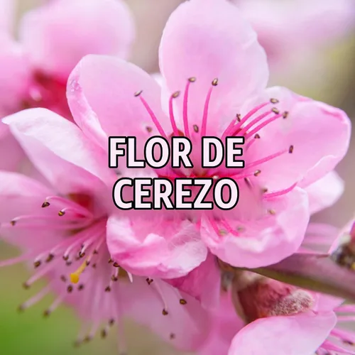Vista 4 de Giorgio Beverly Hills Red - Perfume para mujer, Eau de Toilette EDT en aerosol, regalo para ella, 3 onzas líquidas