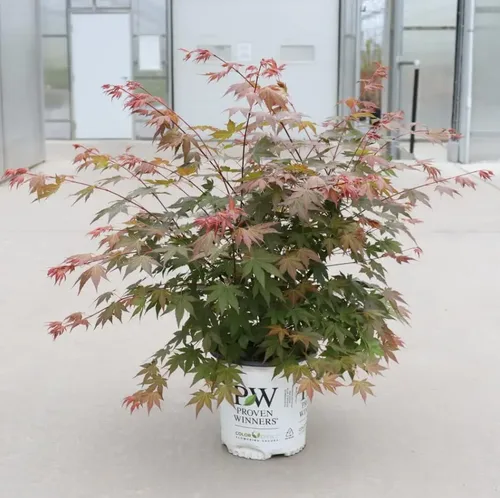 Vista 4 de Hot Chana®-Arce japonés- Acer palmatum- Olla de cuarto de galón - Ganadores probados