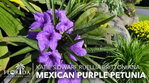 Vista 2 de Katie's Dwarf Mexican Petunia Purple 3 plantas vivas Ruellia brittoniana Perenne de floración compacta Polinizador de bajo crecimiento