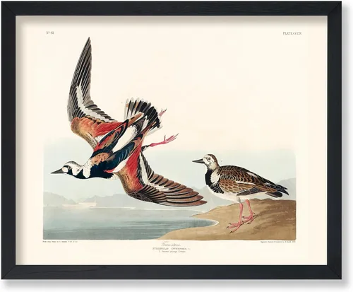 Vista 16 de Poster Master Póster vintage de James Audubon – Impresión retro de amargo americano – Arte de aves de América – Regalo para hombres, mujeres