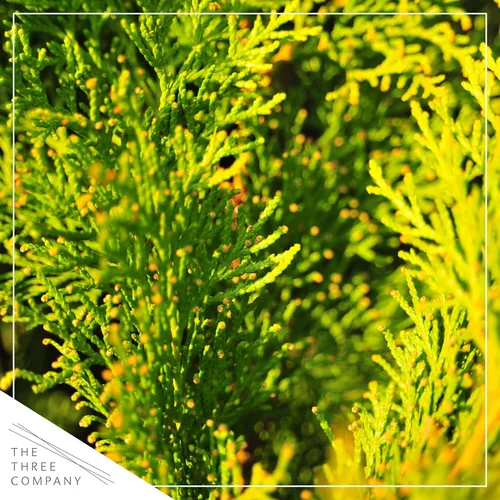 Vista 2 de Árbol Vivo Thuja Jantar - Decoración de Mesa - 16 Pulgadas de Alto por 4 Pulgadas de Ancho en Cubierta Decorativa