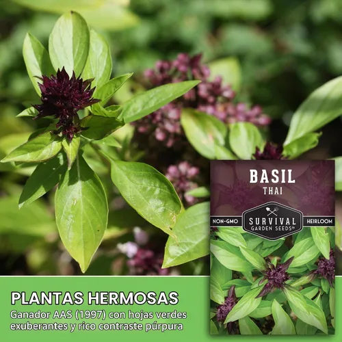 Vista 3 de Semillas de albahaca tailandesa para plantar, semillas de jardín