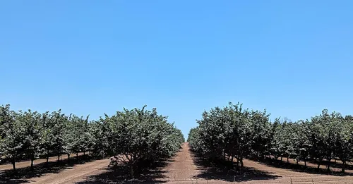 Vista 4 de Avellanas en cáscara de nuestro huerto familiar en el estado de Washington (crudo, 4 libras)