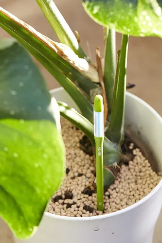 Vista 4 de Sustee Aquameter (2 verdes, medianos) - Medidor de humedad del suelo de plantas, monitor, sonda, indicador - Lo mejor para plantas en maceta