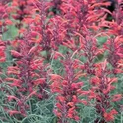 Vista 4 de 30 semillas de flores AGASTACHE Mix Agastache Aurantiaca