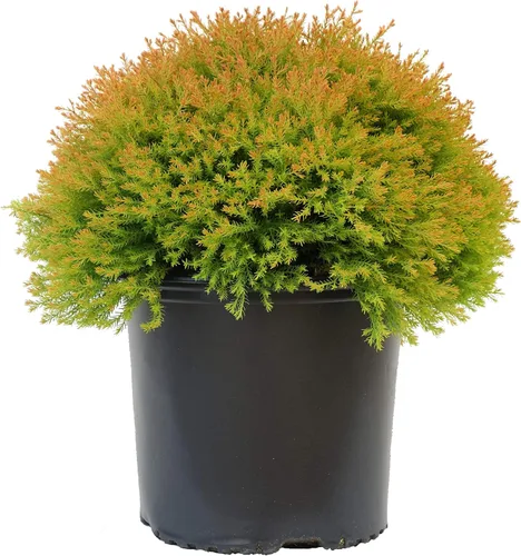 Vista 3 de Planta viva de Green Promise Farms - Thuja occidentalis, Fire Chief Globe Arborvitae #2 Contenedor de tamaño de galón Evergreen