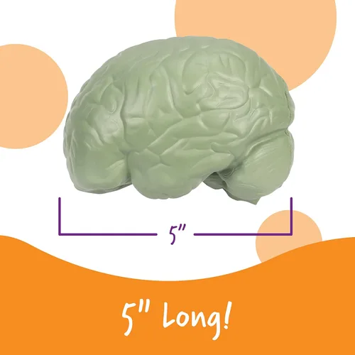 Vista 3 de Learning Resources, maqueta del cerebro con corte transversal
