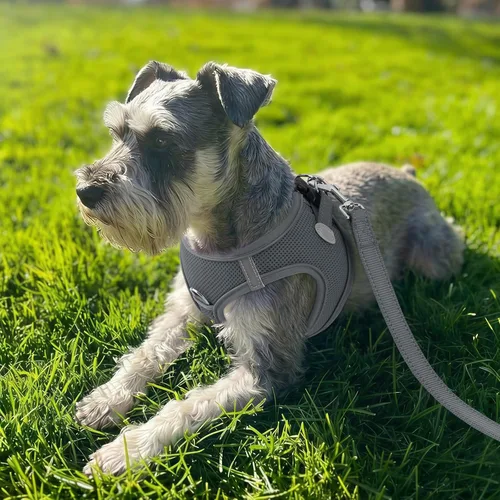 Vista 25 de Joytale Arnés para Perros Pequeños, Chaleco de Malla Transpirable Step-in, Arneses Acolchados Suaves Reflectantes para Gatos y Perros Cachorros