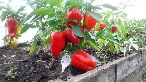 Vista 2 de Semillas Verduras Sweet Bell Red Giant Pepper - 30 Semillas