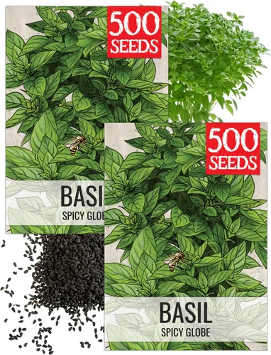 Vista 38 de Seed Needs Semillas de albahaca italiana para plantar hierbas tradicionales sin OMG, 1 paquete