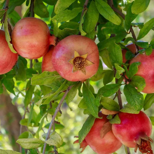 Vista 6 de Granada rusa en una maceta de 1 galón para cultivador Resistente al frío y tolerante a la sequía Produce grandes y deliciosos frutos Verdadero