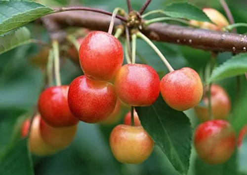 Vista 3 de Kristin Cherry Tree Seeds - 20 semillas de cerezo - Qualityseeds4less Exclusivo