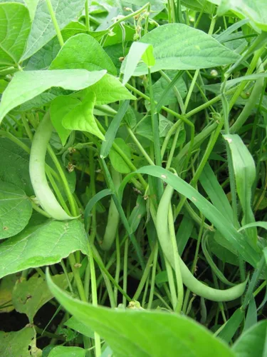 Vista 3 de Harvester Bush Bean - 1/4 lb-Aproximadamente 280 Semillas" - (53 días) Orgánico, Sin tratar
