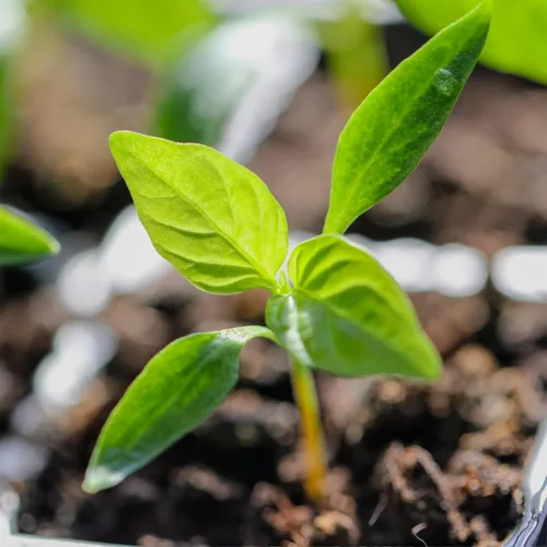 Vista 7 de Seed Needs Semillas de pimiento picante para plantar chiles serranos, semillas de vegetales sin OMG y sin tratar para plantar un jardín vegetal