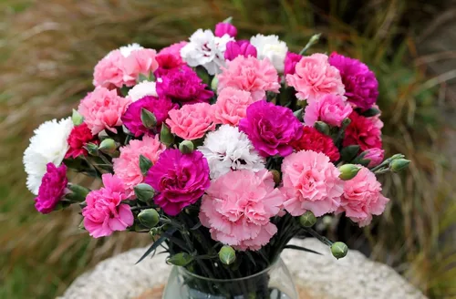 Vista 3 de Semillas Clavel Shabo Mix Flores Bienales para Plantar