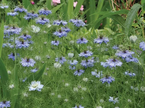 Vista 2 de Semillas de flores sin OMG Love in a Mist Nigella damascena (1/4 Lb) 56,000 semillas