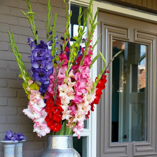 Vista 7 de Garden State Bulb Rainbow Mix Gladiolus Flower Bulbos para plantar, 10/4.7 in, primavera (bolsa de 25)