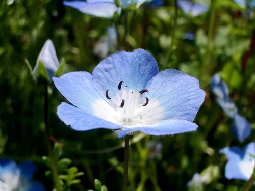 Vista 9 de TomorrowSeeds - Semillas Baby Blue Eyes - Más de 6000 unidades - para plantar Nemophila Menziesii 2026, flor azul cielo, cubierta de suelo japonesa