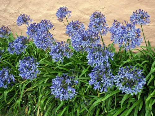 Vista 3 de Agapanthus Africanus Lily of the Nile Planta de tamaño grande de 1 galón Hierba de cobertura vegetal con floración de bajo mantenimiento