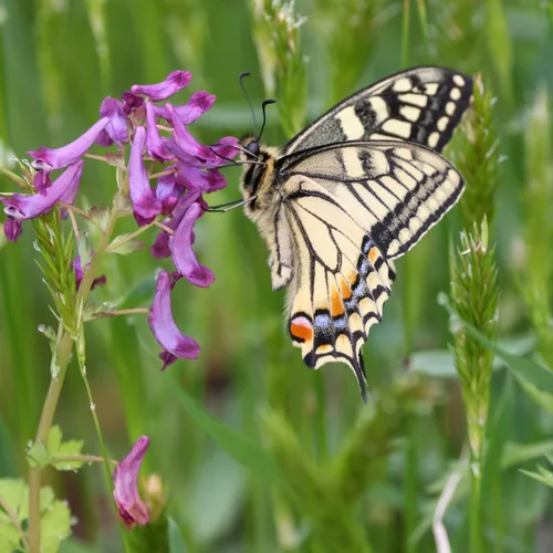 Vista 5 de Sustainable Seed Co Cover Crop Seed Mix Organic 1 lb ~ 6,800 Semillas Pollinator & Bee Friendly Cover Crop Mix - Clover Cover Crop Blend
