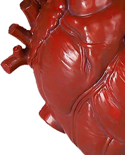 Vista 6 de Jarrón anatómico de corazón – Florero único de resina, jarrones en forma de corazón rojo para esculturas de flores, decoración del hogar, maceta