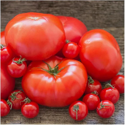 Vista 2 de Everwilde Farms - Semillas de tomate Beefsteak de 1 onza - Gold Vault