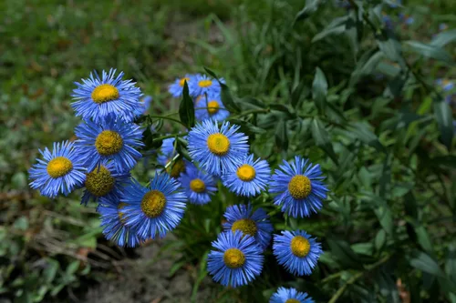 Vista 2 de 1000 semillas de flores de Erigeron Speciosus Margarita Azul (Dainty Daisy/Aspen Fleabane/Oregon Fleabane)