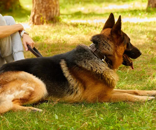 Vista 4 de Collar de perro de cuero genuino, collar de perro de cuero ajustable para perros pequeños y grandes (XS: cuello de 7.9 a 11.8 pulgadas, marrón)