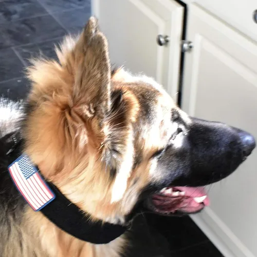 Vista 6 de Collar táctico para perro de 2 pulgadas de ancho, resistente con hebilla de cinturón de metal de 2 pines, ajustable para perros grandes y medianos