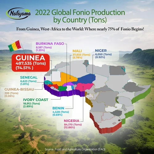 Vista 8 de Nafajama Grano Fonio blanco sin gluten de alta calidad, supergrano africano antiguo, totalmente natural, sin OMG, vegano, superalimento de alto