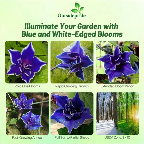 Vista 2 de Outsidepride Blue Picotee Morning Glory Seeds - 50 unidades. Semillas de flores anuales, trepadoras y enredaderas para plantar grandes flores azules
