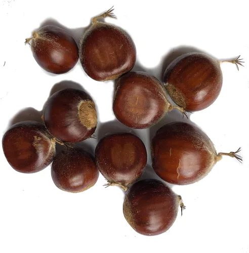Vista 9 de Semillas de frutas para plantar - Semillas de frutas de jardín (caqui americano - 10 semillas)