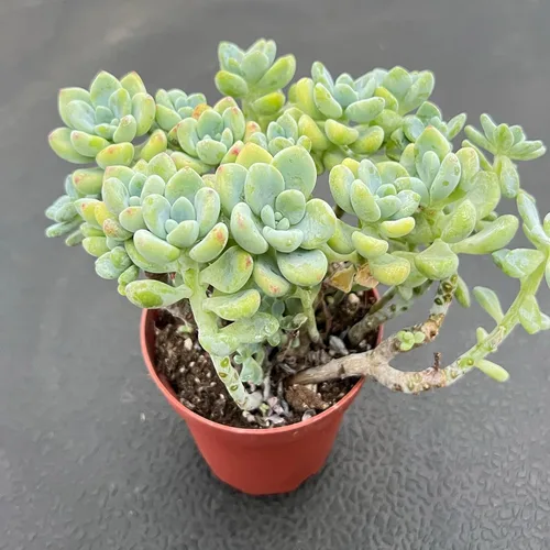 Vista 5 de Plantas suculentas vivas (Cotyledon Orbiculata cv. Long Leaf Variegated), suculentas en maceta de fácil cuidado, aproximadamente 4" de diámetro x 4