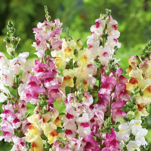 Vista 23 de Eden Brothers Snapdragon Seeds - Manzana