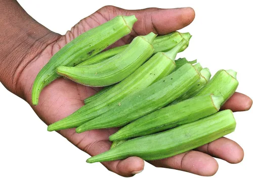 Vista 3 de Semillas Verde Okra Bamia (Dedo de Señora) Vegetales sin OMG para plantar