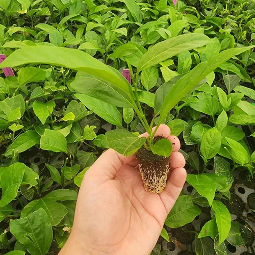 Vista 3 de Passion Fruit Live Plant 4 Pack – 'Possum Purple' (Maracuya) — Self-Fertile Passiflora edulis Vine for Trellis, Arbor & Containers — Fast Growing