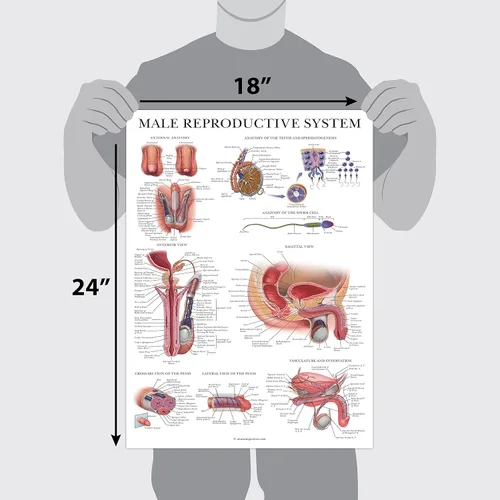 Vista 3 de Palace Learning Paquete de 2 gráficos anatómicos del sistema reproductivo masculino y femenino, juego de carteles de anatomía masculina y femenina