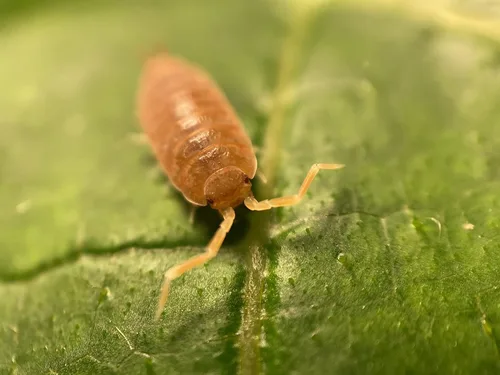 Vista 4 de ¡30 Roly Polys vivos Orange Smoothie! Rolie Polie Isopods de Pocket Pets. Pídelo solo si tus temperaturas están entre 20 y 95 grados
