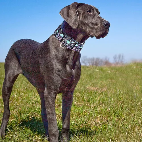 Vista 5 de Collar Martingale para Perro de 1.5 Pulgadas de Ancho - Diseño de Calavera Extra Resistente para Perros Grandes, Collar de Entrenamiento Ajustable