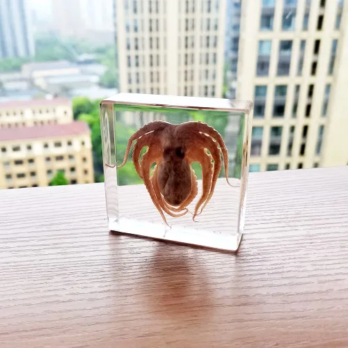 Vista 5 de Muestras de pulpo reales en manualidades de pisapapeles de resina, colección de taxidermia de animales para educación científica y adorno