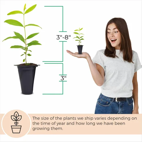 Vista 3 de Granada Salavatski Viva en Venta (Paquete de 4) Plantas Fáciles de Cultivar Planta de Fruta Comestible para Vida Sostenible Cultiva Tu Propia