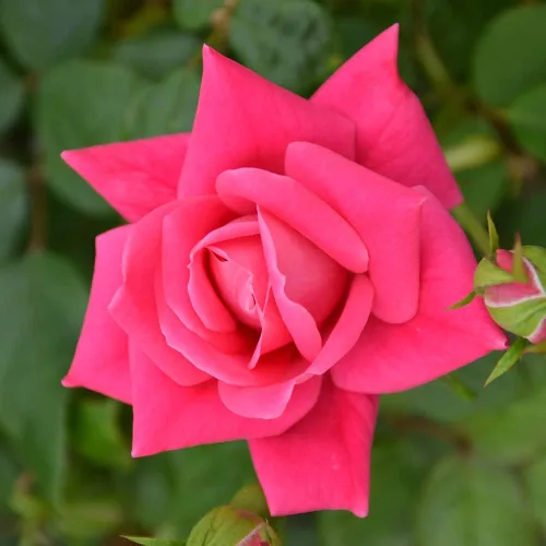 Vista 2 de Rosas frescas para entrega Prime, Rosas rosadas, Plantas de arbusto de rosas vivas, Regalos para amantes de las plantas, Flores frescas para entrega