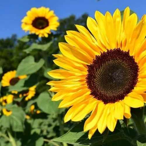 Vista 2 de Peredovik Semillas de girasol amarillas – 50 piezas – Cultiva impresionantes girasoles altos – Jardín de reliquia sin OMG – Instrucciones