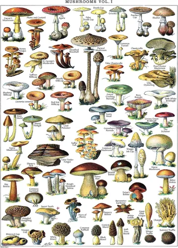 Vista 4 de Paquete de 4 pósteres vintage de flores y hongos - Cuadros de referencia de identificación botánica floral y micología y hongos Volumen 1 y 2