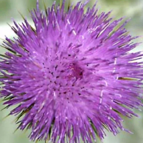 Vista 2 de Cardo Escocés (Onopordon acanthium) - Cultiva ahora o almacena para futuras plantaciones - Cápsula de 30 semillas